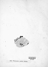 Lecanora albella image